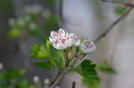 Parsley hawthorn